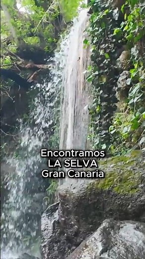 #shorts ¿SABÍAS QUE HAY UNA SELVA EN GRAN CANARIA? 🌴🇮🇨 #grancanaria #islascanarias