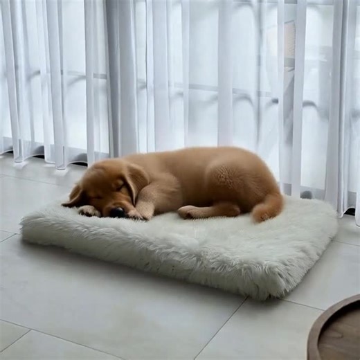 Orthopedic Dog Bed: Luxury Faux Fur Memory Foam Crate Pad - Etsy