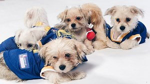 Dub Nation Pets: Revealing Opening Week and Christmas Day Matchups | Golden State Warriors