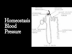 Homeostasis Blood Pressure Podcast