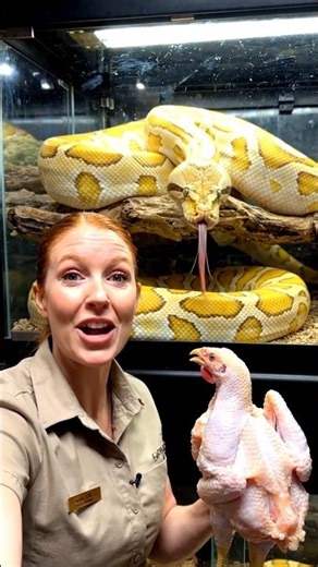 Giant Albino Python Strike 🐍🔥 | Perfect Feeding Moment#snake #python #feedingtime #wildlife #reptile