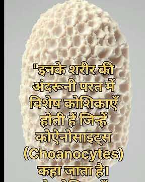 Porifera: Nature's Water Purifiers | Anatomy | Feeding | and Classification |