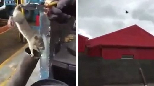 Horrifying footage shows thugs torturing squealing rat