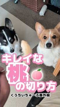 キレイな桃の切り方 #コーギー #corgi