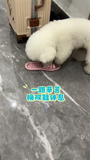 Human-friendly Hotel: Spring Festival Fun with Little Bichon Frise
