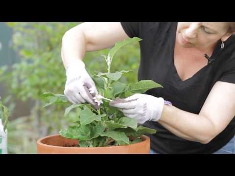 How to Pollinate Eggplant : Garden Space