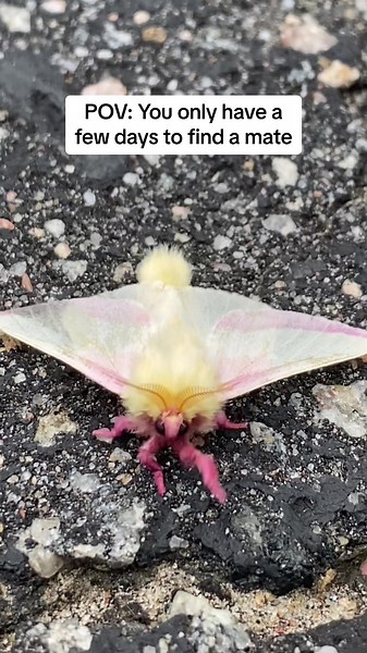 Nothings gonna stop this guy from meeting the moth of his dreams! Did you know, once moths emerge some species only live for about 1 week? During this time the males use pheremones to track down females to mate with, and create the next generation of moths! Featured in this video is the Rosy Maple moth! One of ontarios beautiful Saturniid species. #moths #lepidoptera #rosymaplemoth #saturniid #saturniidae #pets #petbugs #nature #biodiversity #entomology