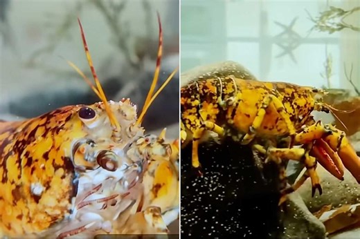 Halloween-Ready Calico Lobster Found in Massachusetts Is a 1-in-30-Million Catch