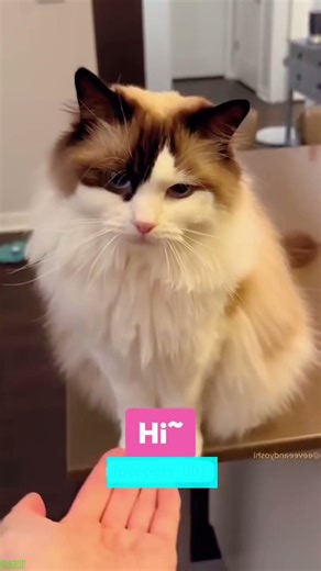 Talking Cat demands attention - Viral Clip 😜 So Silly!