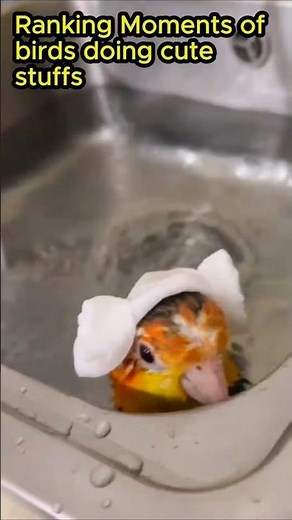 Cutest Bird Moments Ever 🐥 | Try Not to Smile!