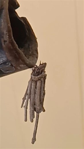 Any alien insect on my cycle 🧐🧐☠️☠️☠️