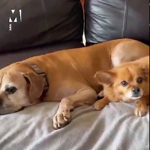 This adorable little dog with prosthetic legs has been adopted by man with a prosthetic leg 💕 | Metro