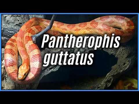 The Natural History & Taxonomy of The Corn Snake | Species Spotlights #2, Pantherophis guttatus