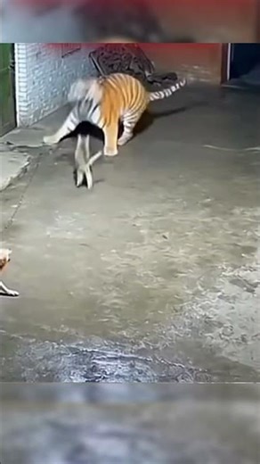 عاش هذا الكلب اسوء دقائق حياته ولكن... 😱💀 #shorts