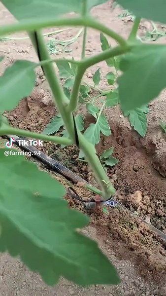 Tomato Farming Insights from Al-Quran