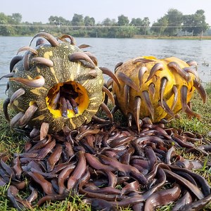 62K views · 1K reactions | Unbelievable Fish Trapping Method Using Whole Pumpkin. Catching So Many Jiol Fish In Beautiful Village Pond #trap #fish_trap #pond_fishing | Fisherman Animal Lover-Original | Facebook
