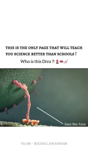Science on Instagram: "Kinesin is a motor protein found in living cells that acts like a tiny transport machine. It moves along thread-like structures called microtubules, carrying important cargo such as vesicles, proteins, and organelles to different parts of the cell. Kinesin uses energy from ATP to “walk” step by step, usually in one direction. This movement is essential for processes like cell division, nerve signal transmission, and overall cell organization. Without kinesin, cells would n