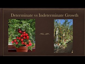 Determinate vs Indeterminate Growth in Tomato plant 🌱