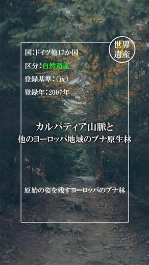 Primeval beech forests in the Carpathian Mountains and other parts of Europe [Germany]