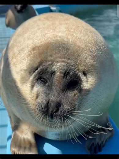 seals in japan when their phone dies #seal #japan #japanturningfootstepintoelectrcity #sealbouncing #seals