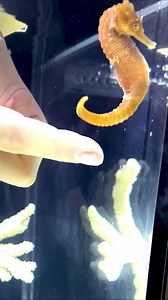 1.7M views · 26K reactions | Seahorse Besties ‍♀️ | Aquarium Info | Facebook