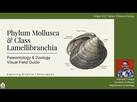 Palaeontology Part 7: Bivalvia