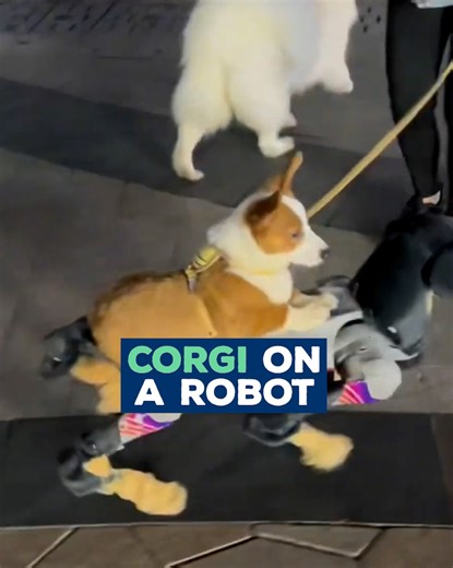 Corgi joyride on robot dog! 🐶🤖 | Love This