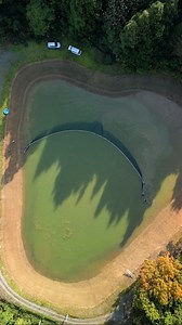 Koi Harvest Season in Japan is so Relaxing to Watch 😻 | Yvo - The Koi Partner