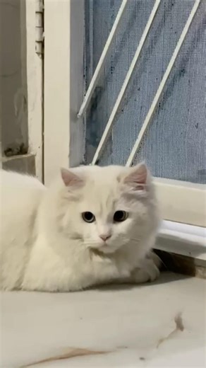 I no longer hate Mondays😼 #catshorts #funnycat #catvideos #cutecat #viralshorts #cute #kitten #cat