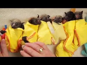 Orphaned Baby Bats Adorably Wrapped in Tiny Swaddles