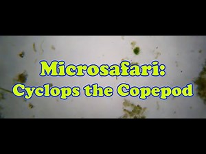 Microsafari: Cyclops The Copepod