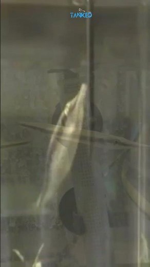 ⚔️ Needle Nose Gar – The Sleek Hunter of Freshwater Rivers| TANKED IND | @tanked_ind