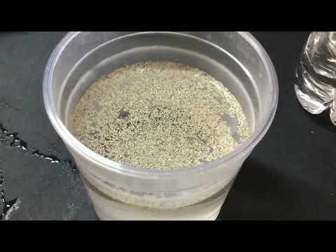 Hatching Daphnia Moina From Eggs! Did they hatch?