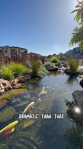 29 reactions · 3 comments | When it comes to ponds and water features, don't forget about your front garden area! These lucky clients of MJD Landscapes and Design in Perth love their Aquascape Ecosystem Water Feature that greets all visitors in the front yard. Tag someone you know would love this!  Video by Greg Wittstock the Pond Guy | Recreation Ponds Australia | Facebook