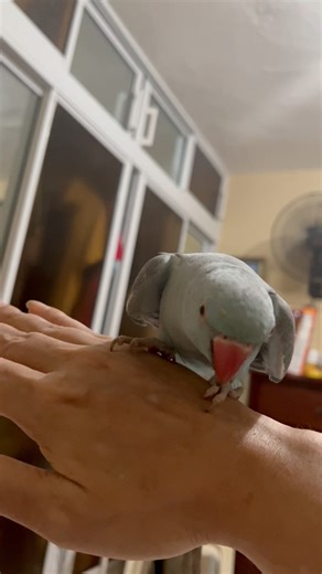 Blue Dancing Like a Star 🦜🎶🤩 #parrots #dancing #fun #ParrotVideos #cute | Blue the Parrot