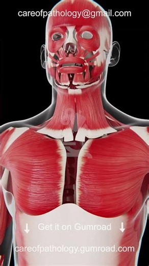 Muscular System | Human Anatomy | Male | Care Of Pathology© | Best Medical Animation Videos | COP