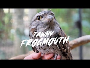 Tawny Frogmouth