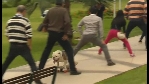 Otto the bulldog has broken the world record for skateboarding through the "longest human tunnel" http://bbc.in/1HCAj1r | BBC News