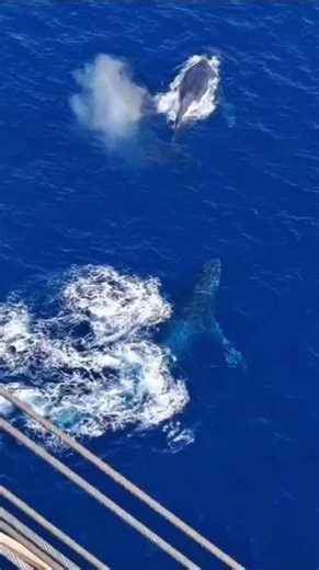 Seadrill Ltd on Instagram: "📹 This incredible footage of two whales slapping their fins was shared by @Laurentiu Zota, captured alongside the #WestJupiter. A reminder of the scale, beauty, and energy of the marine environment around our operations. 🌊 Moments like this reinforce why respect for nature and responsible offshore operations matter. Credit to the crew member who captured and shared this unforgettable scene. #SettingTheStandard #Seadrill #oilandgas #oilandgasindustry #OneSeadrill"