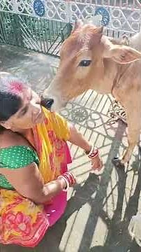 Cow kiss her owner