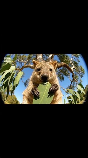 Quokka Eating Eucalyptus ASMR 🍃😁 | Cute Animal Video with Funny Smile #Quokka #AnimalASMR #ASMR