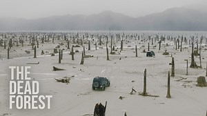 Jeep Gladiator & Wrangler tackle the Dead Forest