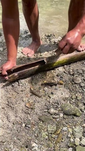 Catching Fresh River Crawfish Using Bamboo Trap! 🎋🦞
