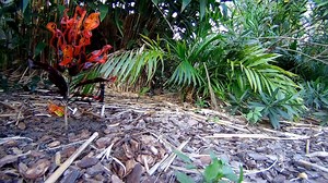 Follow as I go hunting for a carpet python is a customer's garden! | Moreton Bay & Brisbane Snake Catchers 24/7