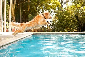 Is It Safe for Dogs to Swim in Pools with Chlorine?