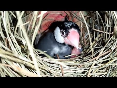 Java Finch Colony Breeding🐣
