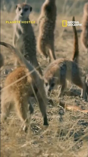 Suricates vs. cobra : l'union fait la force !