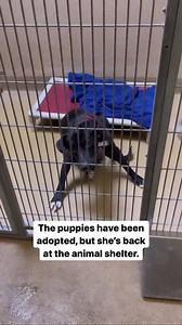 5.5K views · 262 reactions | Remember Kate? This single mama of 8 is...