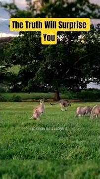 Australia Has More Kangaroos Than People! 🦘 The Truth Will Surprise You #shorts
