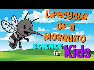 Lifecycle of a Mosquito | Science for Kids - Videos For Kids